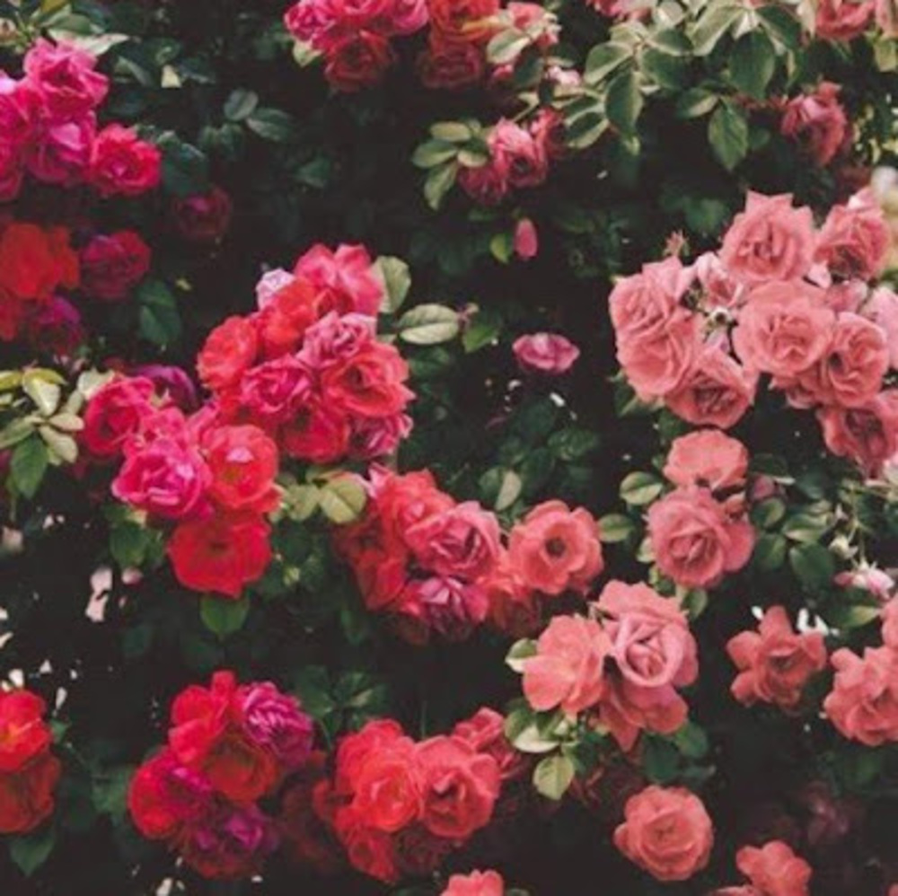 Meet your Posher, Xrosesxbloomx